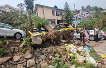 सोलन में नगर निगम के पास विशालकाय वृक्ष ढहा, लाखों का नुकसान A huge tree