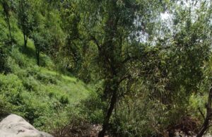 करसोग में प्रभावितों को अब तक एक लाख 92 हजार 500 रुपए की राहत राशि वितरित in Karsog