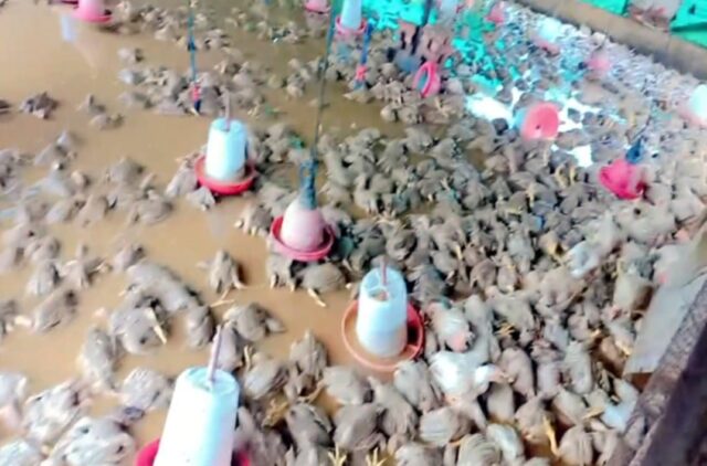 destroy poultry farm