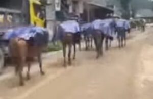 मंडी जिले के आपदा प्रभावित परिवारों को 1317 खाद्य सामग्री किट वितरित Mandi district