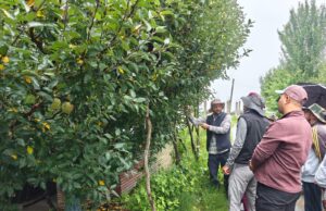नौणी विश्वविद्यालय के वैज्ञानिकों ने सेब किसानों को रोग प्रबंधन पर दी सलाह apple farmers
