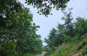 हिमाचल प्रदेश में 25-31 अगस्त तक भारी बारिश का अलर्ट, तीन जिलों के लिए रेड अलर्ट जारी Himachal Pradesh weather alert
