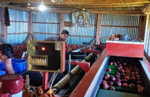 सेब बहुल क्षेत्रों में तुड़ान व ढुलाई कार्य जारी, सवा पांच लाख से अधिक सेब कार्टन मंडियों को भेजे mandi apple harvesting 2025