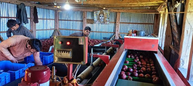 mandi apple harvesting 2025