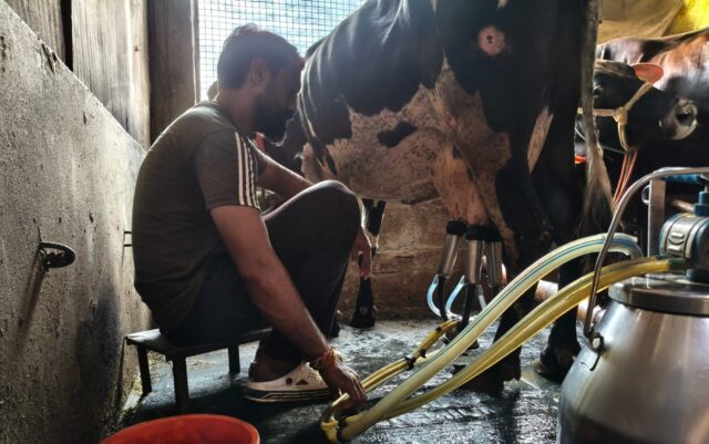 Himachal artificial insemination scheme