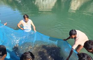 नदीय मत्स्य पालन कार्यक्रम के तीसरे चरण में ब्यास व सहायक नदियों में डाले 2.20 लाख मछली बीज:नीतू सिंह Beas Nadi Fish Seed Release