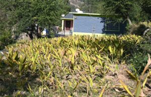 प्राकृतिक खेती से बढ़ी किसानों की आय, हल्दी की फसल से मिल रहा आर्थिक संबल Natural Farming Himachal