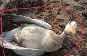 पौंग झील किनारे मृत मिल रहे प्रवासी परिंदे, लोगों में वर्ड फ्लू की दशहत। Pong Dam Lake News