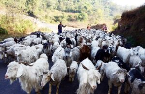 हिमाचल प्रदेश में गद्दी समुदाय की आजीविका को बेहतर बनाने के ‘व्यवस्था परिवर्तन’ विज़न को सरकार ने दी नई गति Gaddi Community Livelihood