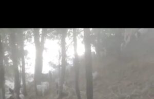 सोलन के देवठी में आकाशीय बिजली से 55 भेड़-बकरियों की मौत Devthi Incident