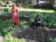 सगनेहड़ के कमला समूह की महिलाएं भी दे रही प्राकृतिक खेती को बढ़ावा Natural Farming Himachal