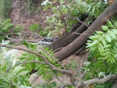 पट्टा महलोग: पुराने अस्पताल में भारी पेड़ गिरने से हड़कंप, बाल-बाल बची कई जानें