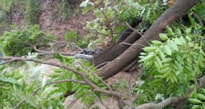 पट्टा महलोग: पुराने अस्पताल में भारी पेड़ गिरने से हड़कंप, बाल-बाल बची कई जानें