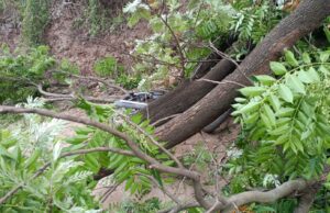 पट्टा महलोग: पुराने अस्पताल में भारी पेड़ गिरने से हड़कंप, बाल-बाल बची कई जानें