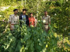 शिमला में अफीम की खेती का भंडाफोड़: सेब के बागान के बीच उगाए थे 350 पौधे, महिला के खिलाफ मामला दर्ज