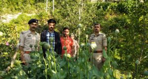 शिमला में अफीम की खेती का भंडाफोड़: सेब के बागान के बीच उगाए थे 350 पौधे, महिला के खिलाफ मामला दर्ज