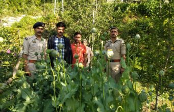 शिमला में अफीम की खेती का भंडाफोड़: सेब के बागान के बीच उगाए थे 350 पौधे, महिला के खिलाफ मामला दर्ज