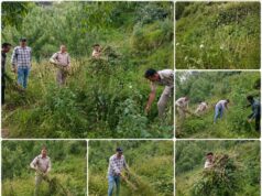 चिरगांव में एनडीपीएस की बड़ी कार्रवाई: सेब के बागानों में छिपाकर उगाई जा रही थी 3,591 अफीम की फसल