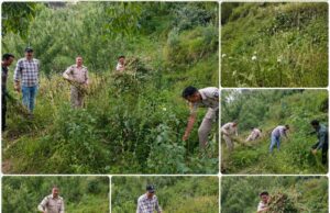 चिरगांव में एनडीपीएस की बड़ी कार्रवाई: सेब के बागानों में छिपाकर उगाई जा रही थी 3,591 अफीम की फसल