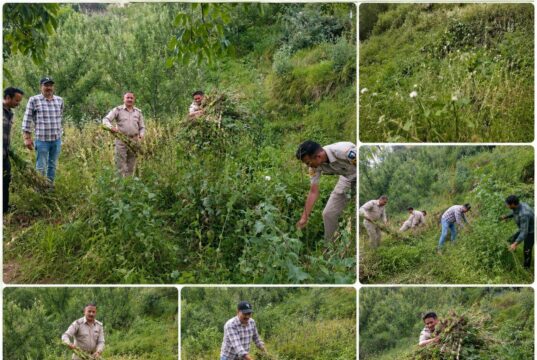 चिरगांव में एनडीपीएस की बड़ी कार्रवाई: सेब के बागानों में छिपाकर उगाई जा रही थी 3,591 अफीम की फसल