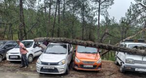 चामियाना रोड पर सूखा पेड़ गिरा, चार वाहन क्षतिग्रस्त, कोई हताहत नहीं
