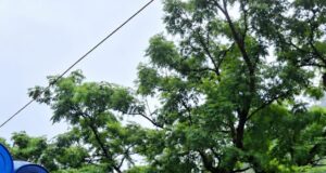 शिमला पुलिस की बड़ी कार्रवाई: नेरवा में कोडीन सिरप की खेप बरामद, एक युवक गिरफ्तार, किशोर भी संलिप्त