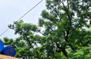 शिमला पुलिस की बड़ी कार्रवाई: नेरवा में कोडीन सिरप की खेप बरामद, एक युवक गिरफ्तार, किशोर भी संलिप्त