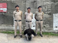 शिमला पुलिस ने 78 ग्राम अफीम के साथ युवक को किया गिरफ्तार
