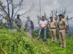 शिमला पुलिस का बड़ा एक्शन: चिरगांव में 1,600 भांग के पौधे नष्ट, एक गिरफ्तार