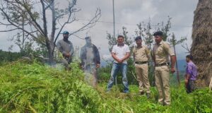 शिमला पुलिस का बड़ा एक्शन: चिरगांव में 1,600 भांग के पौधे नष्ट, एक गिरफ्तार