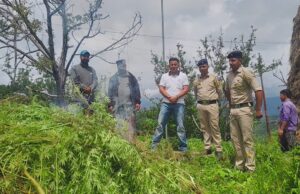 शिमला पुलिस का बड़ा एक्शन: चिरगांव में 1,600 भांग के पौधे नष्ट, एक गिरफ्तार