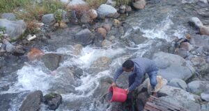 उहल नदी में 40 हजार ब्राउन ट्राउट अंगुलिकाओं का संग्रहण