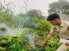 शिमला पुलिस के विशेष अभियान के तहत कुपवी में अवैध भांग की खेती का भंडाफोड़, 811 पौधे बरामद