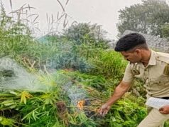 शिमला पुलिस के विशेष अभियान के तहत कुपवी में अवैध भांग की खेती का भंडाफोड़, 811 पौधे बरामद