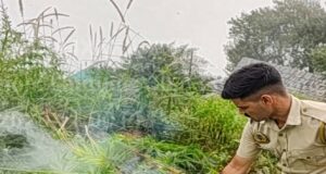 शिमला पुलिस के विशेष अभियान के तहत कुपवी में अवैध भांग की खेती का भंडाफोड़, 811 पौधे बरामद