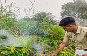 शिमला पुलिस के विशेष अभियान के तहत कुपवी में अवैध भांग की खेती का भंडाफोड़, 811 पौधे बरामद